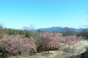 20160316カワヅザクラ　河津桜が満開です